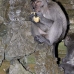 monkey_macaque_balinese_mf_ubud_v_0984_bal4700.jpg